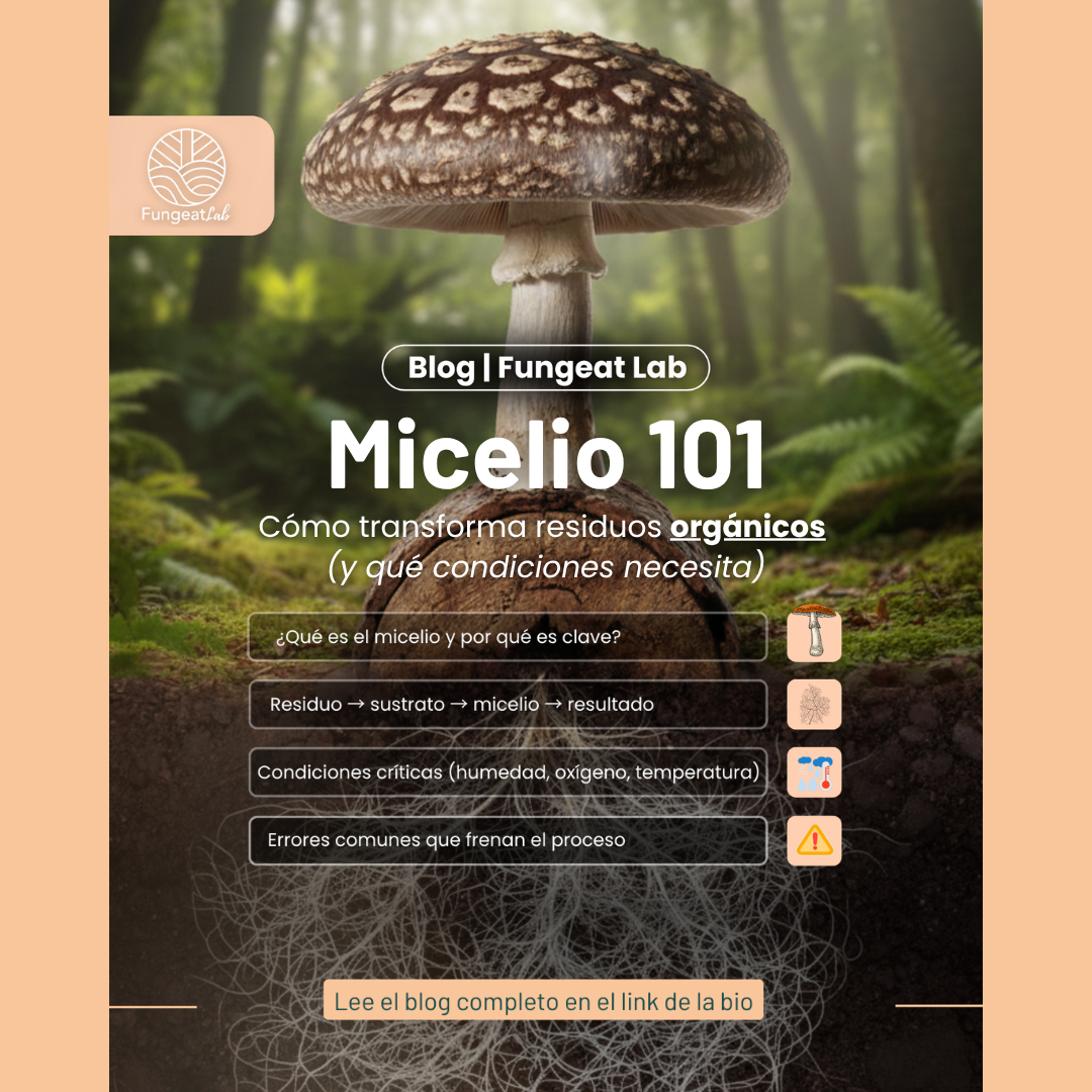 Micelio 101: cómo transforma residuos orgánicos (y qué condiciones necesita)