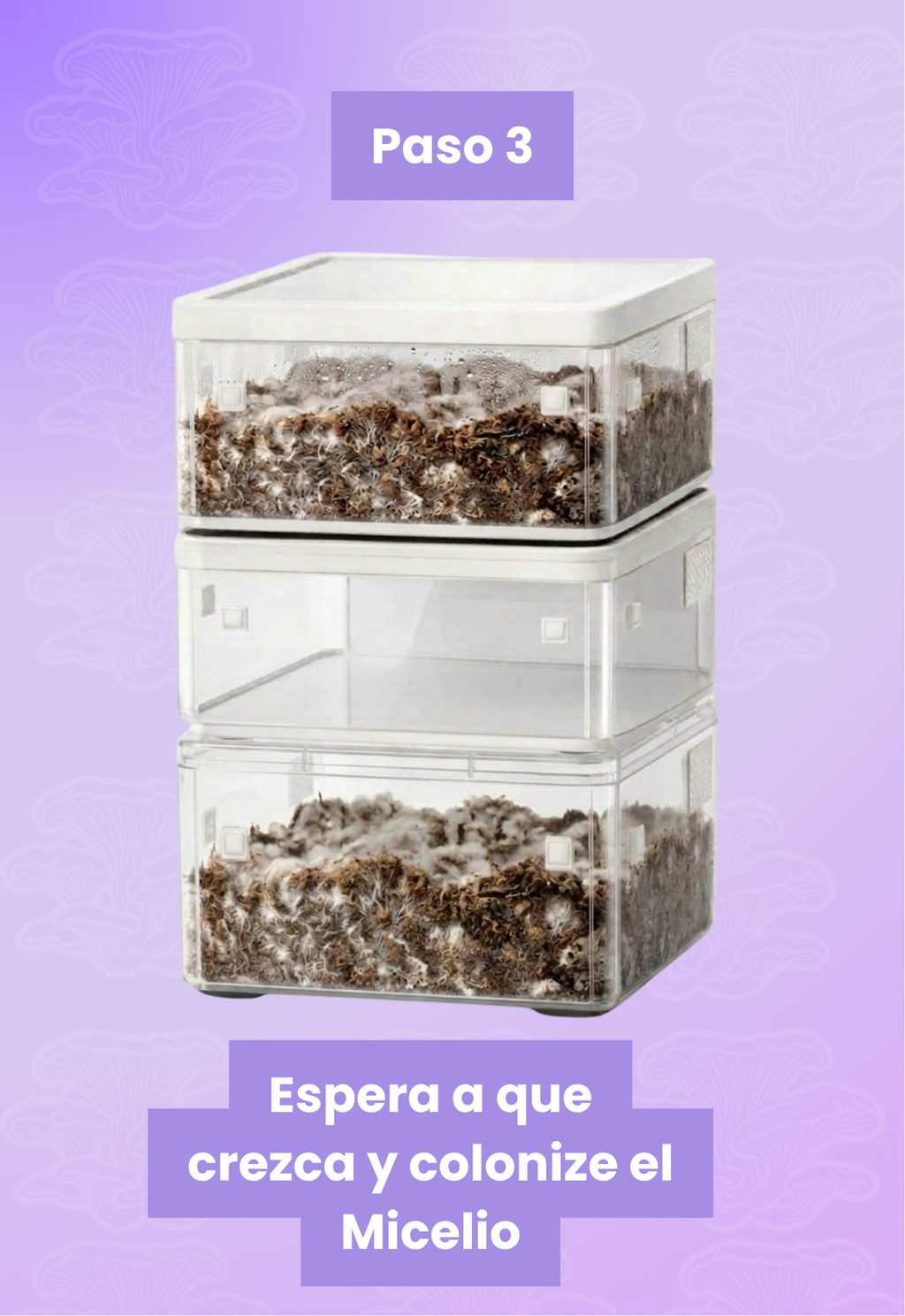 BIO-COMPOSTERA | Fungeat Lab Home